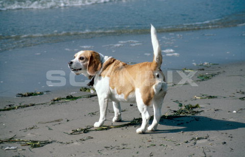 billeder af beagle hunde, beagler, på strand 